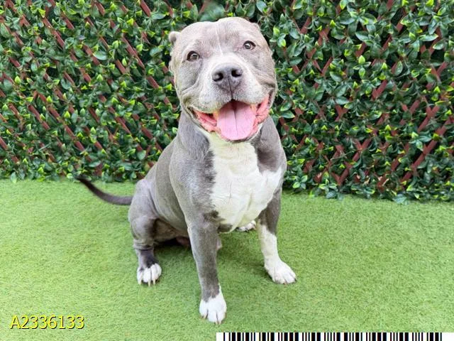 An adult large-sized male Mixed Breed dog named Krumb for adoption in West Palm Beach, FL