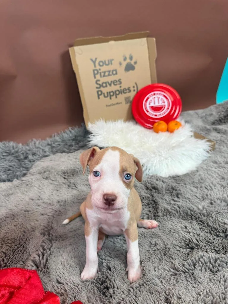 A baby medium-sized male Pit Bull Terrier dog named Orange Crush for adoption in Phoenix, AZ