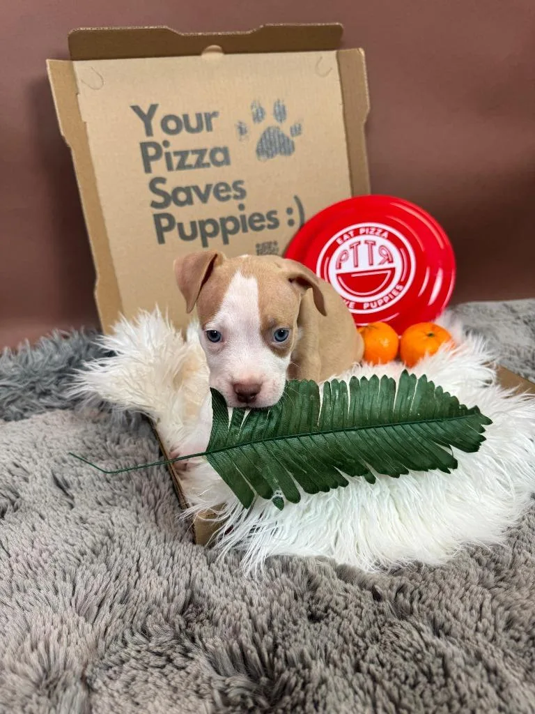 Orange Crush thumbnail 2