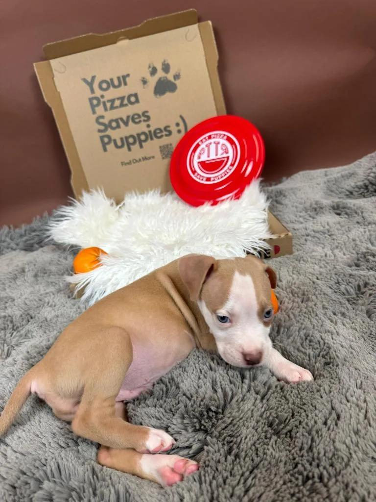 Orange Crush thumbnail 3