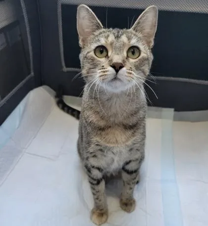 A young medium-sized female Domestic Short Hair cat named Margarita for adoption in Fort Worth, TX