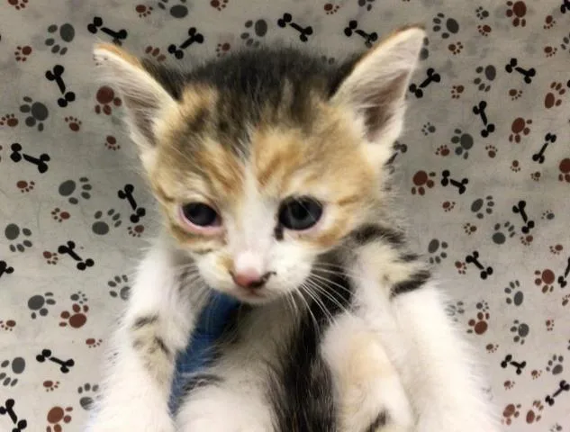 A baby small-sized female Domestic Short Hair cat named Cheese for adoption in Riverside, CA