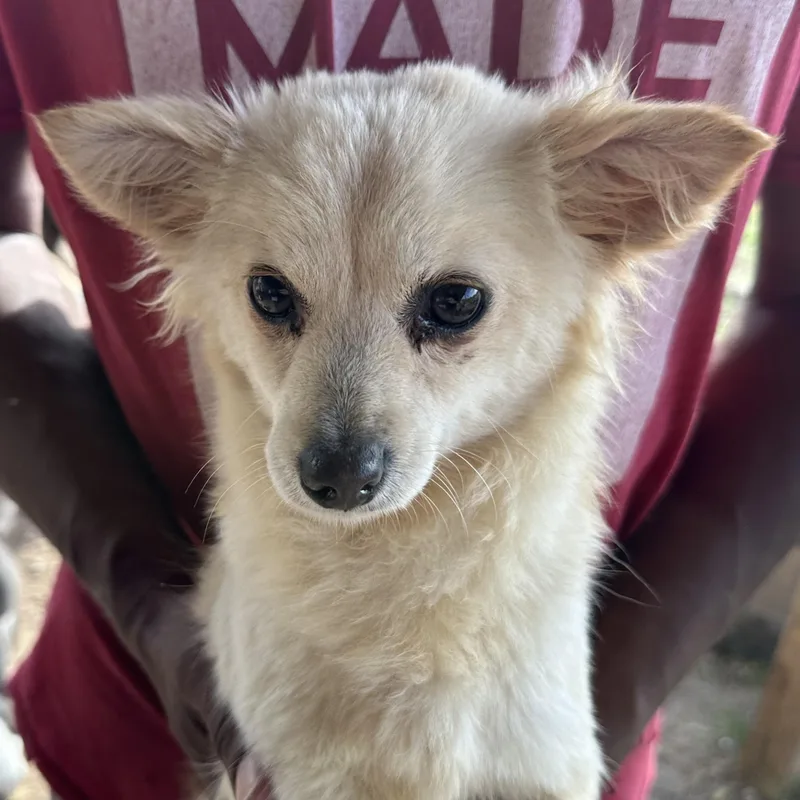 An adult small-sized female Yellow / Tan / Blond / Fawn Pomeranian dog named Bianca  Local April for adoption in Brookshire, TX