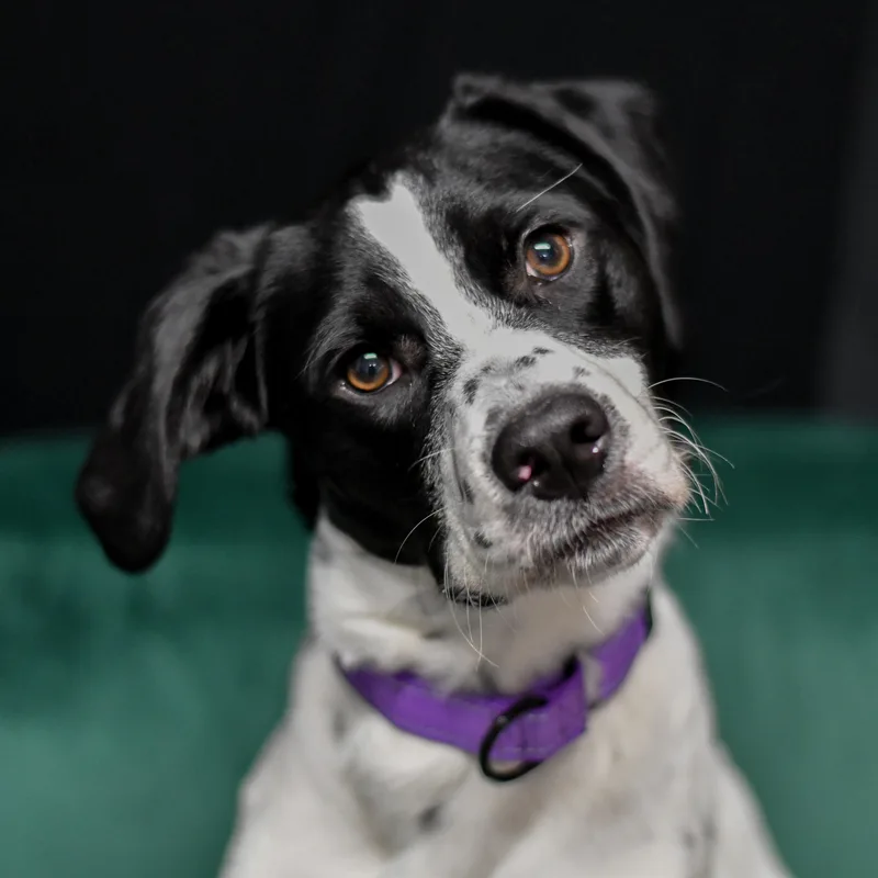 An adult medium-sized female Spaniel dog named Stella for adoption in Defuniak Springs, FL