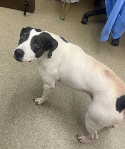 An adult medium-sized female Mixed Breed dog named Dottie for adoption in Palm Coast, FL