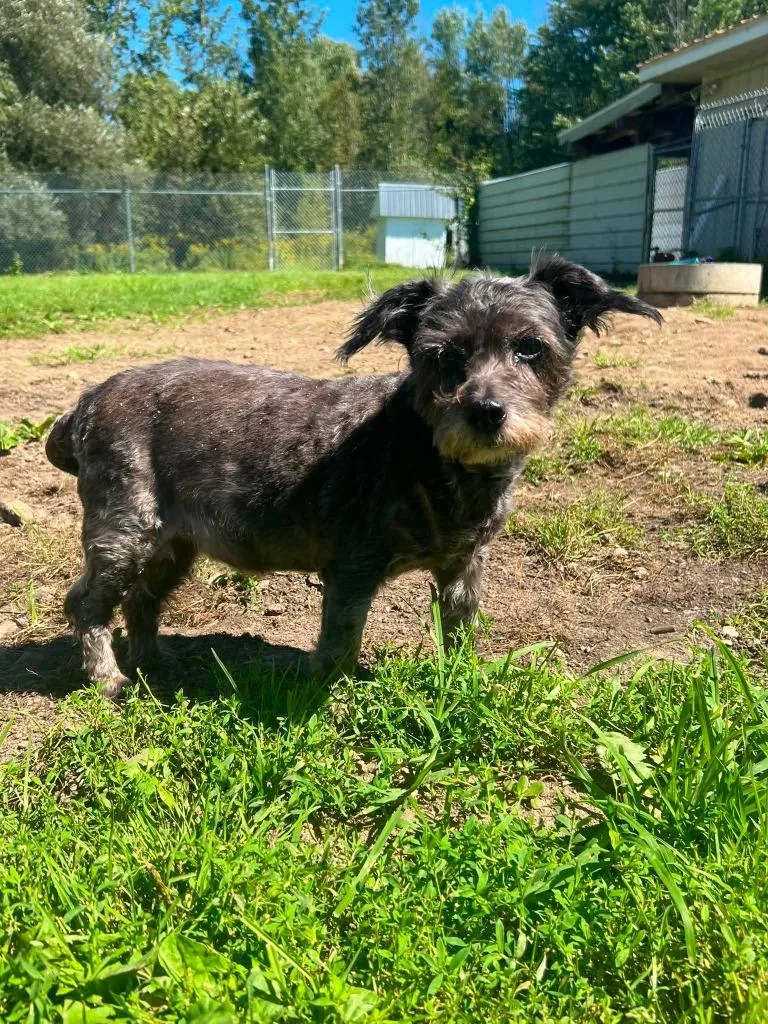 A senior small-sized female Jack Russell Terrier dog named Shadow for adoption in Ogdensburg, NY