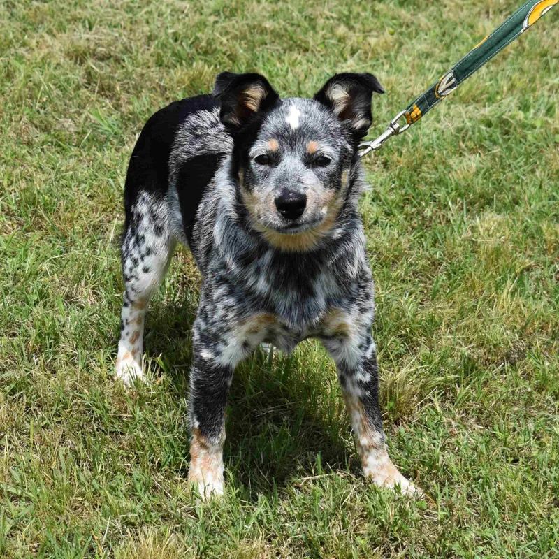 A baby medium-sized female Tricolor (Brown, Black, & White) Australian Cattle Dog / Blue Heeler dog named Sandy for adoption in Searcy, AR