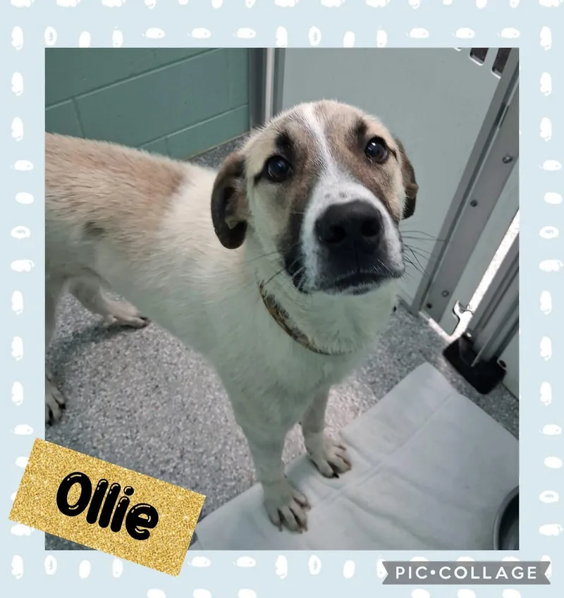 Ollie