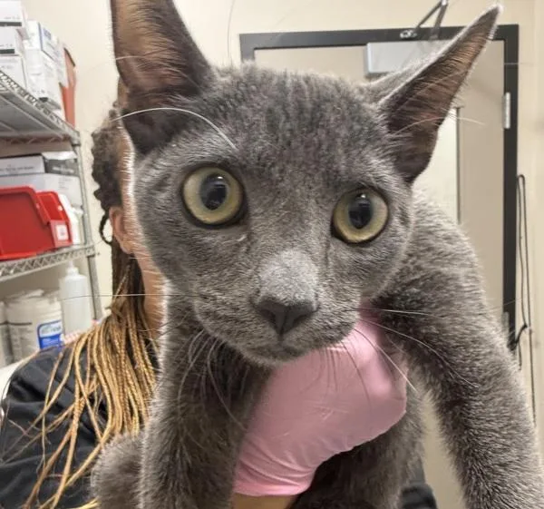 A baby small-sized female Domestic Short Hair cat named Versa for adoption in El Cajon, CA