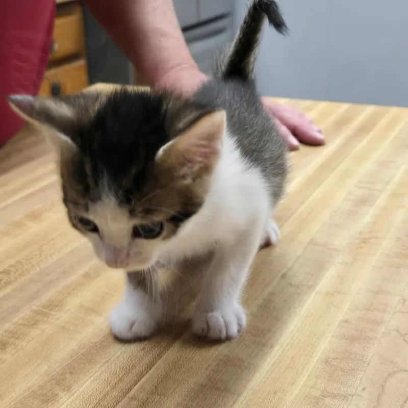 A baby small-sized male Domestic Short Hair cat named Wings for adoption in Klamath Falls, OR