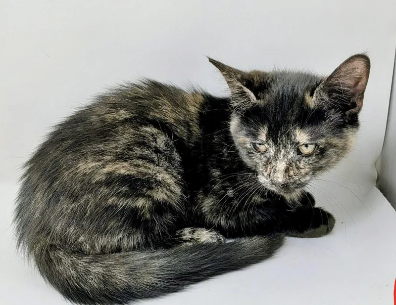 A young medium-sized female Domestic Short Hair cat named Riley for adoption in Fishkill, NY