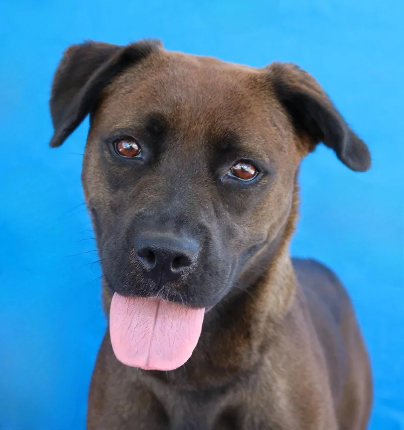 A young medium-sized female Labrador Retriever dog named Shadow for adoption in Pasadena, CA