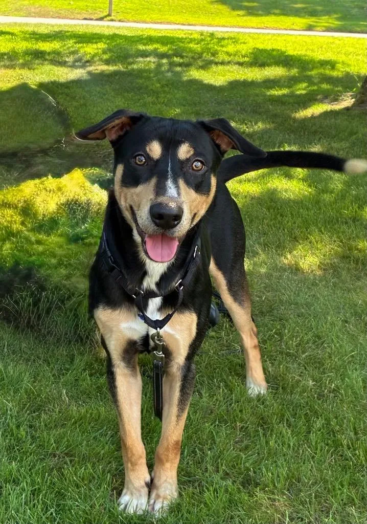 An adult medium-sized male Tricolor (Brown, Black, & White) Mixed Breed dog named Jerry for adoption in Vassalboro, ME