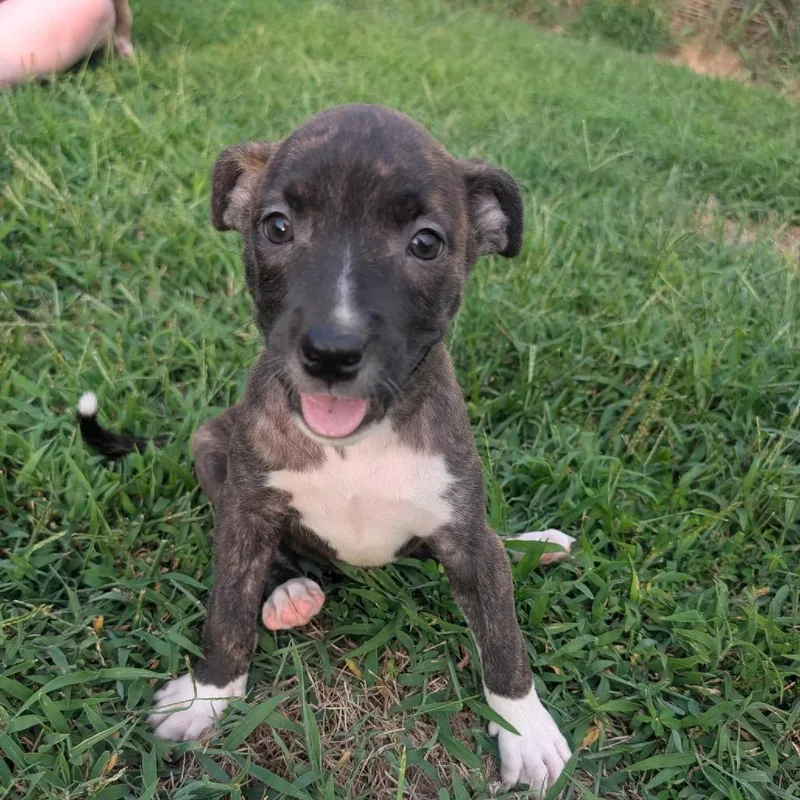 A baby small-sized female Brindle Mixed Breed dog named Ulani for adoption in Pittsburg, KS