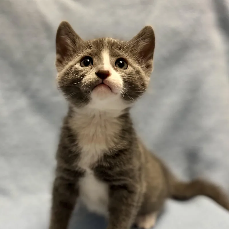 A baby medium-sized female Gray / Blue / Silver Russian Blue cat named Peony for adoption in Beverly Hills, CA