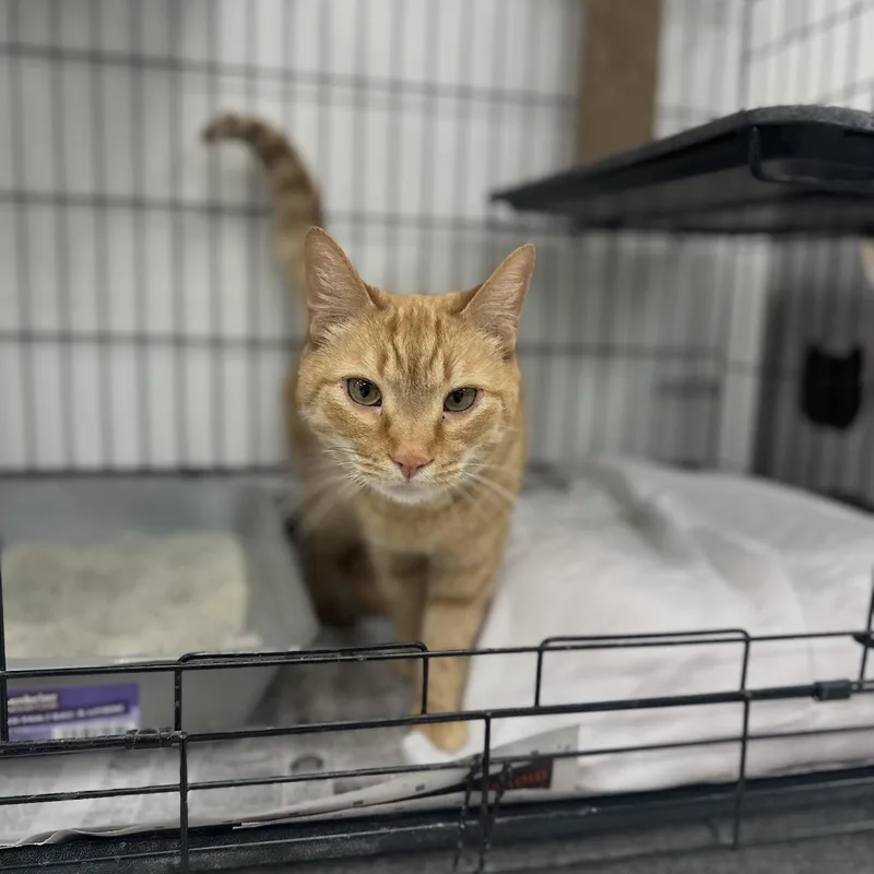 An adult medium-sized male Tabby (Orange / Red) Domestic Short Hair cat named Orange for adoption in Youngstown, OH
