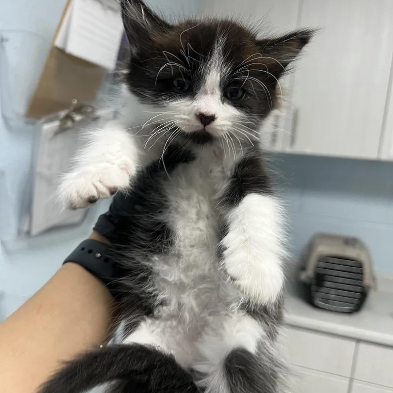 A baby small-sized male Black Domestic Medium Hair cat named Scallop for adoption in Riverside, CA
