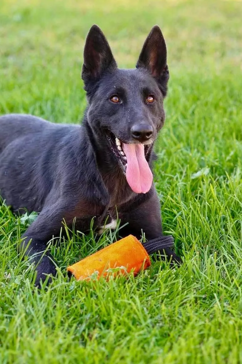 A young medium-sized female Belgian Shepherd / Malinois dog named Chaka for adoption in Kuna, ID