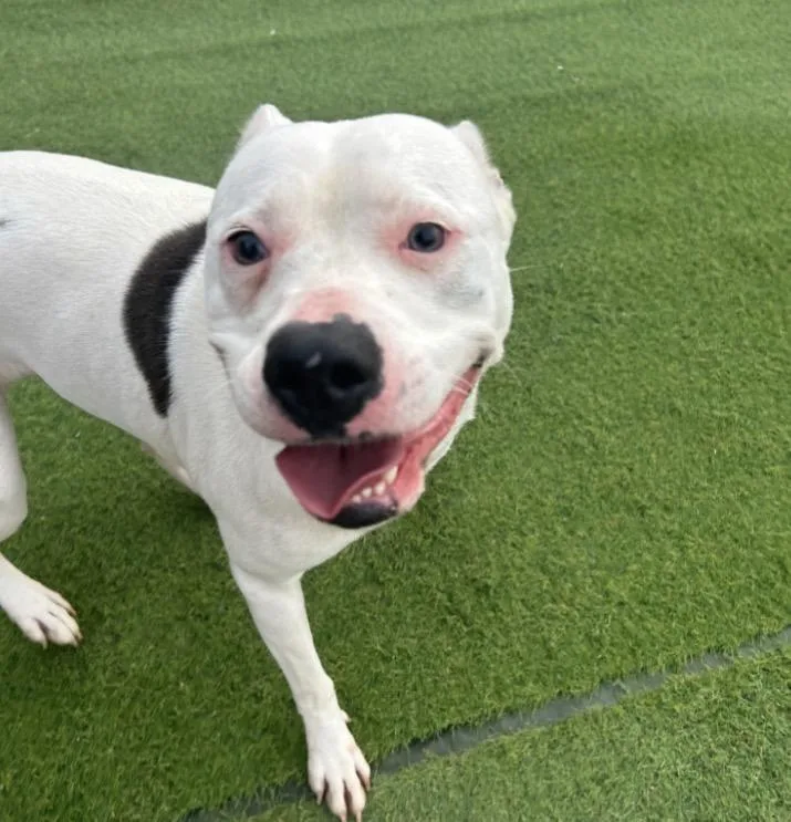 A young medium-sized female American Staffordshire Terrier dog named Peaches for adoption in Huntington, NY