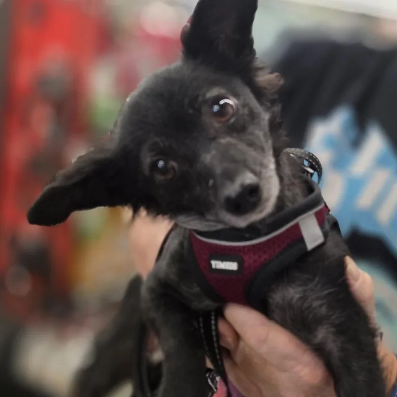 An adult small-sized female Black Chihuahua dog named Scorpious A for adoption in Las Vegas, NV