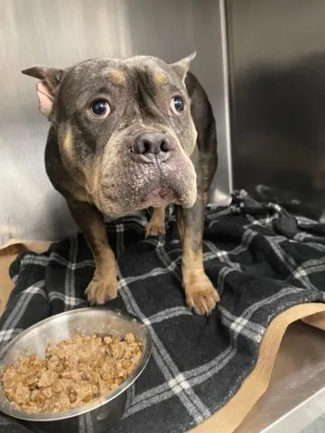 An adult large-sized female Mixed Breed dog named Agnes for adoption in West Palm Beach, FL