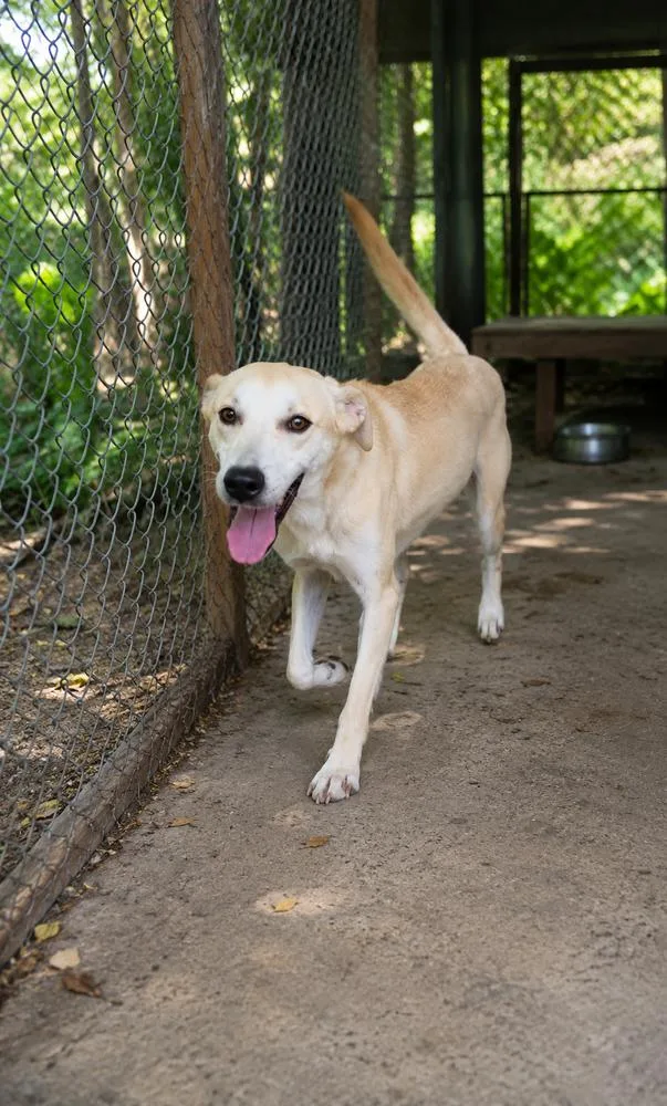 A young small-sized male White / Cream Retriever dog named Capricorn for adoption in North Reading, MA
