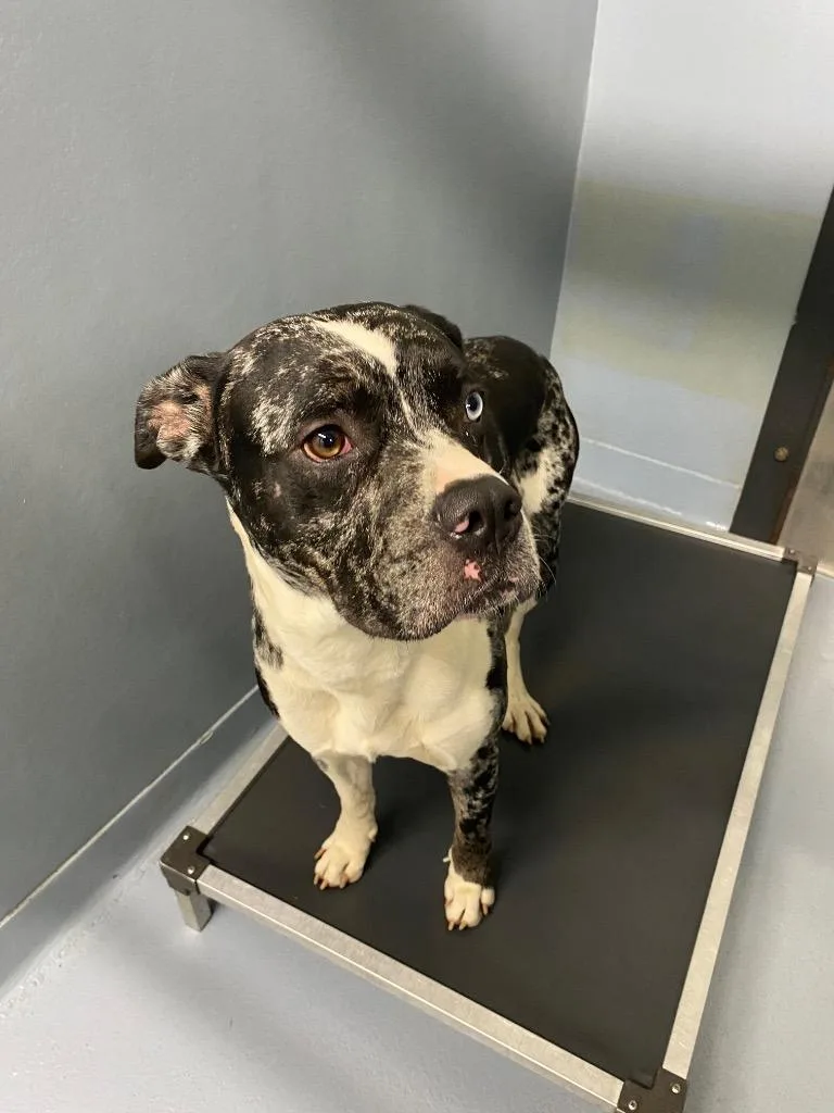 A young large-sized male Mixed Breed dog named Dexter for adoption in Cartersville , GA