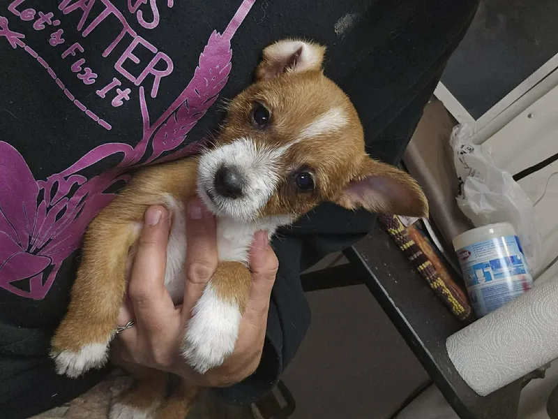 A baby small-sized female Red / Chestnut / Orange Chihuahua dog named Splash for adoption in Uxbridge, MA