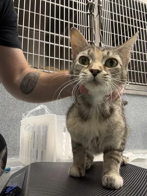 A young small-sized female Domestic Short Hair cat named Zucchini for adoption in Indianapolis, IN