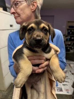 A baby small-sized male Mixed Breed dog named Cooper for adoption in West Chester, PA