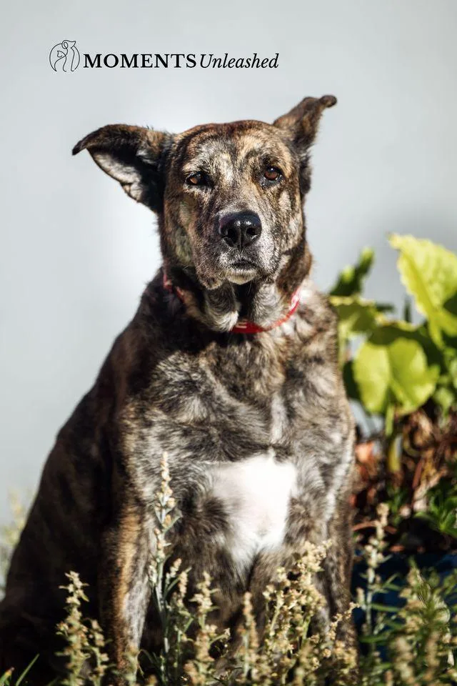 A senior large-sized female Brindle Dutch Shepherd dog named Teala for adoption in Myakka City, FL