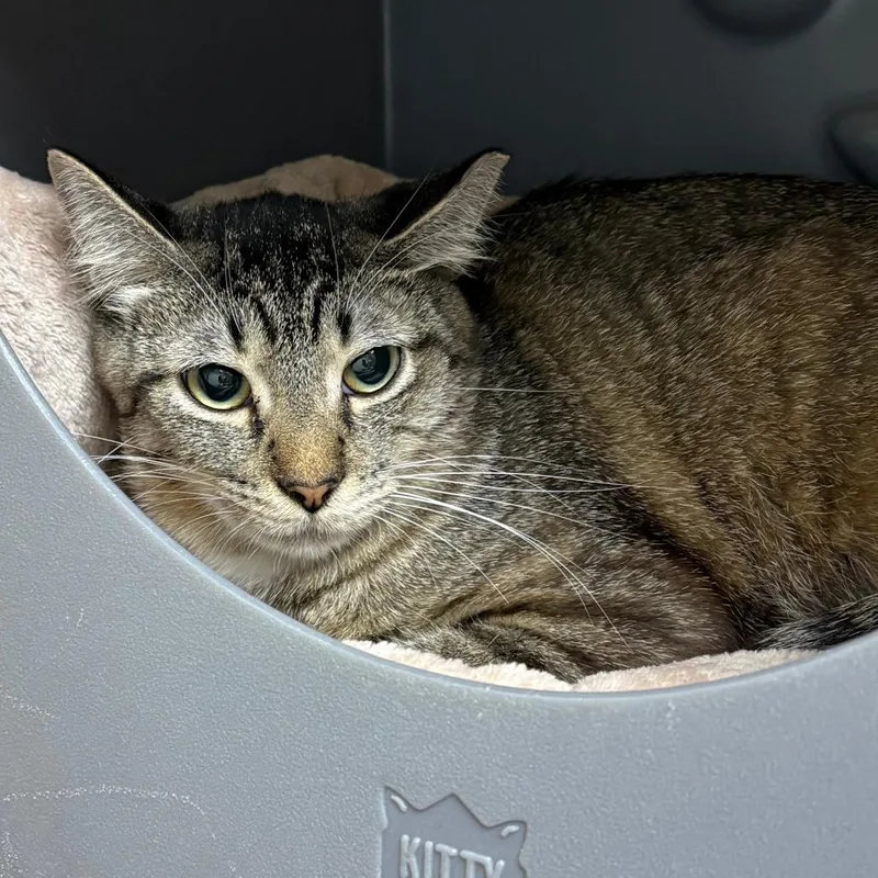 A young medium-sized female Brown / Chocolate Domestic Short Hair cat named Maraca for adoption in Brookfield, WI