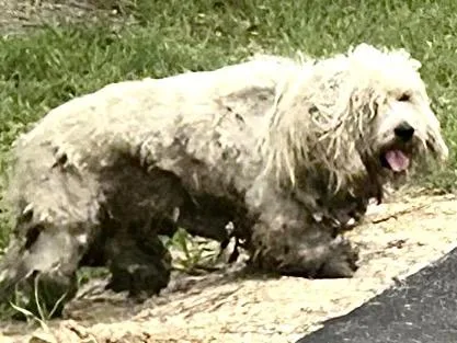 A young small-sized male Poodle dog named A for adoption in Houston, TX
