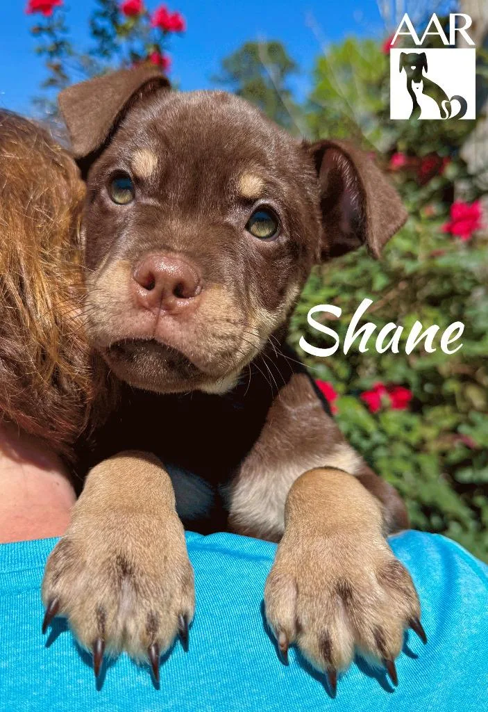 Shane thumbnail 2
