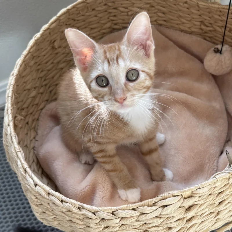A baby medium-sized male Tabby (Orange / Red) Domestic Short Hair cat named Papaya for adoption in Renton , WA