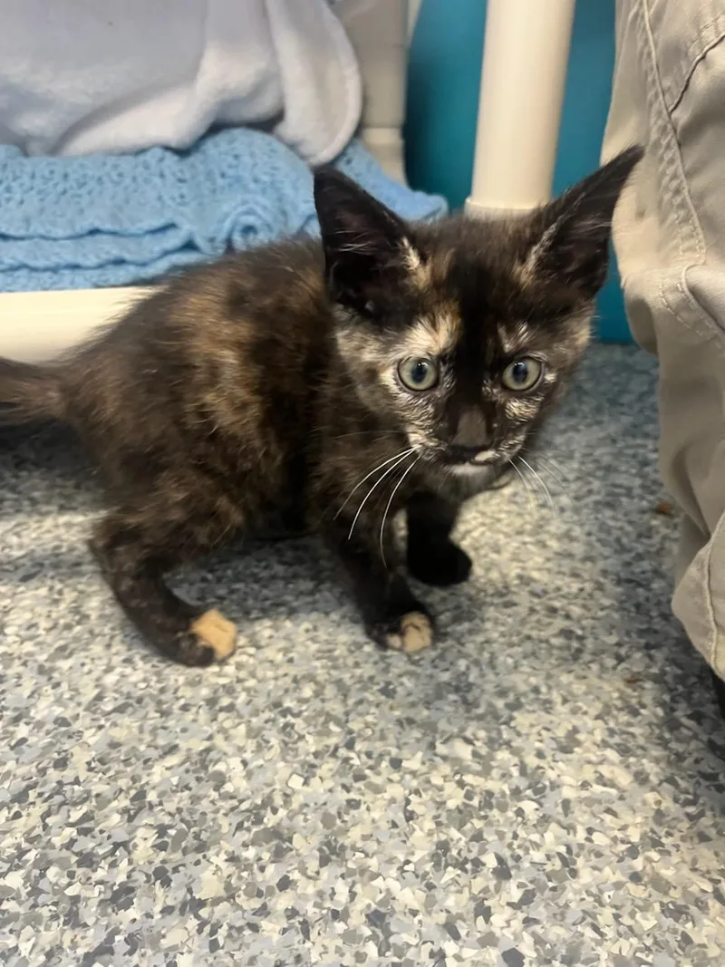 A baby medium-sized female Tortoiseshell cat named Phoebe for adoption in Manassas, VA