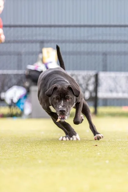 Marco Fka Zinc thumbnail 2