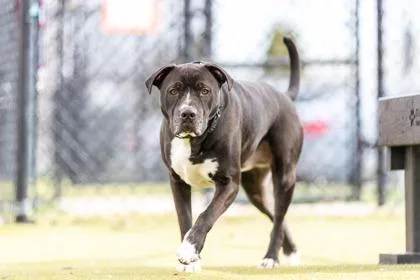 Marco Fka Zinc thumbnail 3