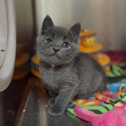 A baby small-sized female Domestic Short Hair cat named Pinky for adoption in Westland, MI