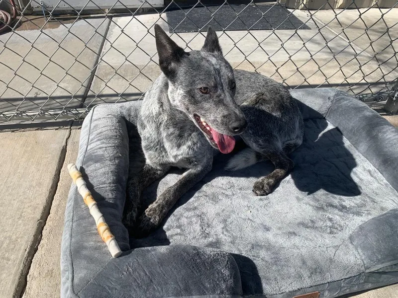 An adult medium-sized male Australian Cattle Dog / Blue Heeler dog named Buddy for adoption in Twentynine Palms, CA