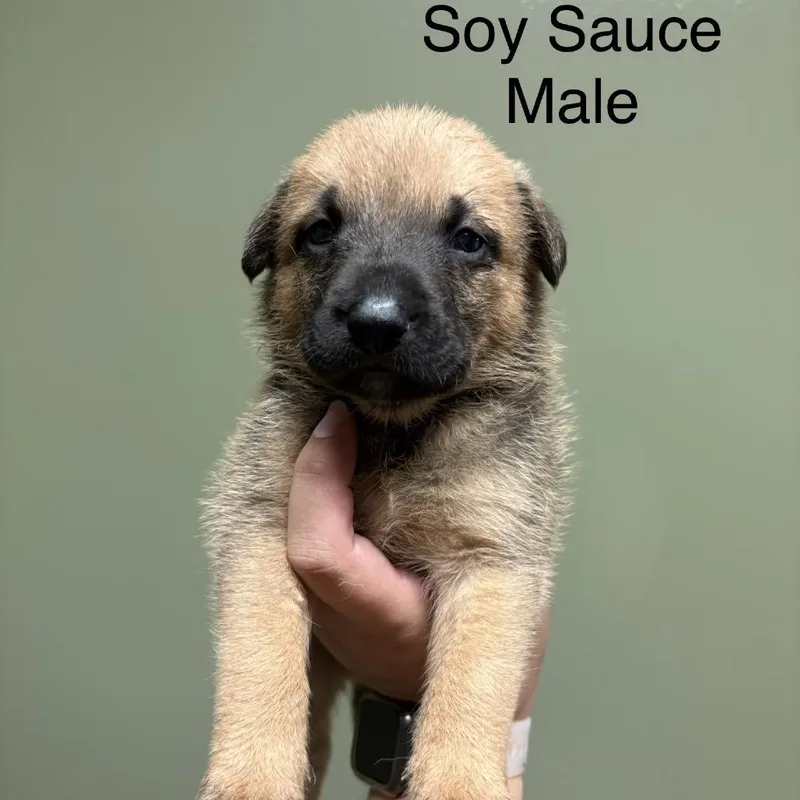 A baby small-sized male Mixed Breed dog named Soy Sauce for adoption in Springboro, OH