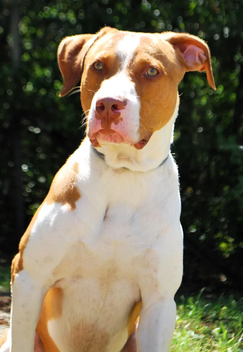A young medium-sized male Labrador Retriever dog named Jack for adoption in manchester, TN