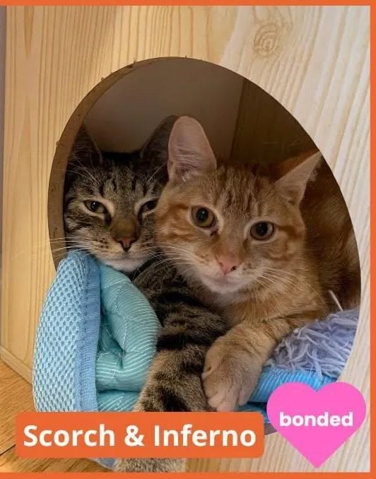 A young medium-sized male Tabby (Tiger Striped) Domestic Short Hair cat named Scorch and Inferno for adoption in North Haven, CT