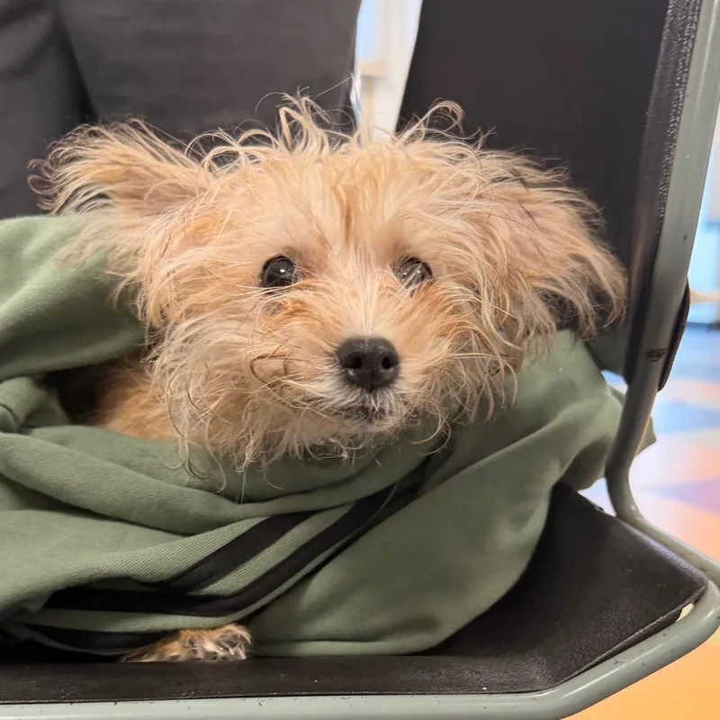 A young small-sized female Yellow / Tan / Blond / Fawn Miniature Poodle dog named Mabel for adoption in West Chester, PA