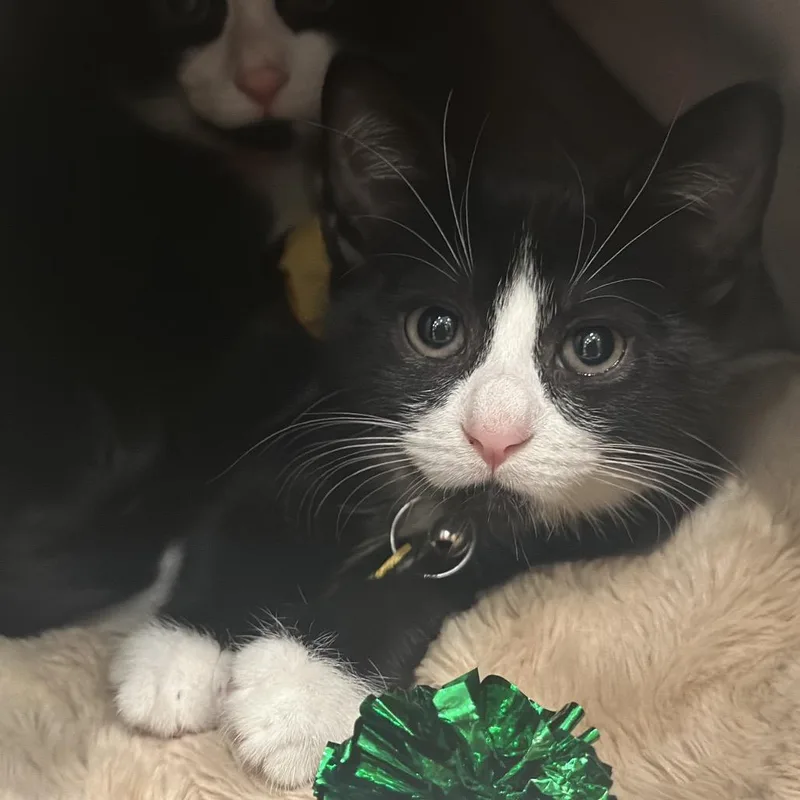 A baby small-sized male Black Domestic Short Hair cat named CO Pepo for adoption in Port Washington, NY