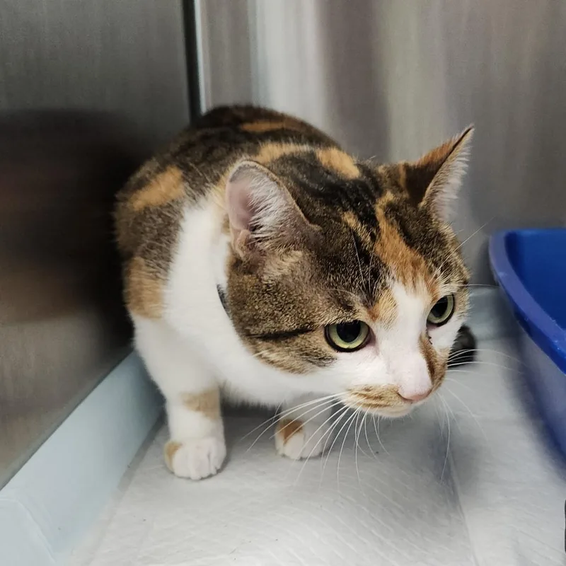 An adult large-sized female Calico Domestic Short Hair cat named Amy for adoption in Clearwater, FL
