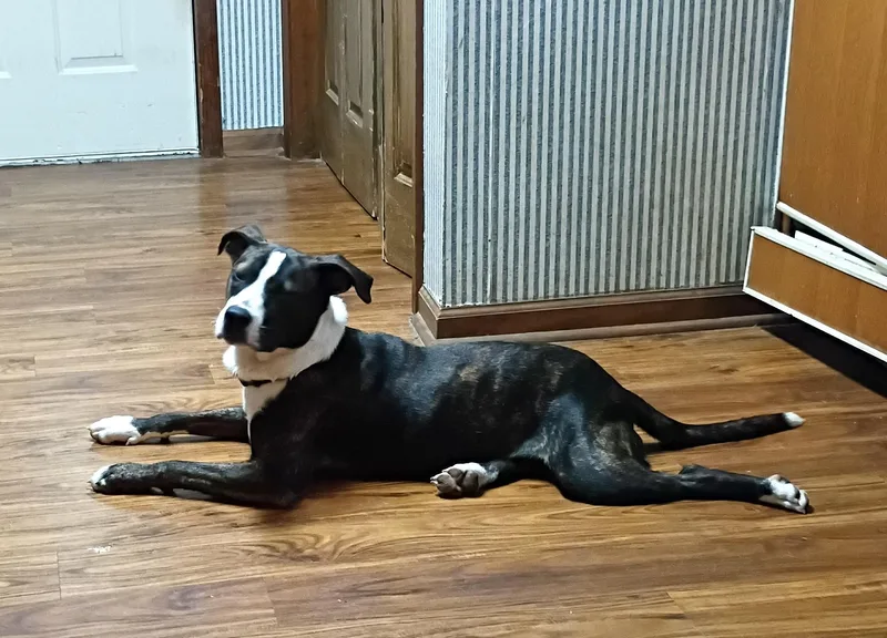 A baby medium-sized male Brindle Boxer dog named Tony for adoption in Andover, MA