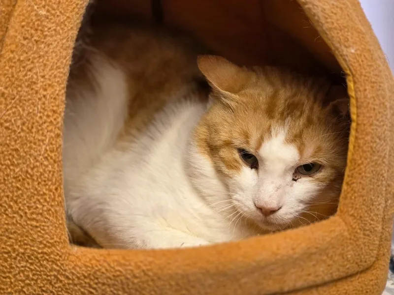 An adult large-sized male Domestic Short Hair cat named Ed Sheeran for adoption in Carthage, MO