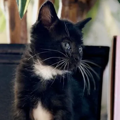 A baby small-sized female Domestic Short Hair cat named Alfalfa for adoption in Wheaton, IL