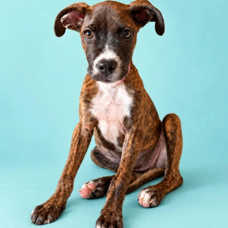 A baby small-sized female Brindle Boxer dog named Lottie for adoption in CORPUS CHRISTI, TX